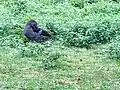 Adult female Gorilla