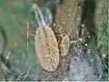 Ferrisia virgata first and second instar