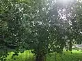 Mature tree