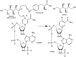 pathway alt text