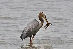 Eating a swimmer crab
