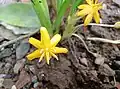 Flower of Curculigo orchioides seen in Mumbai, India