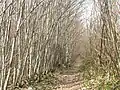 Oaken Wood