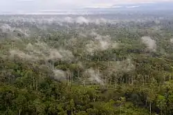 Image 35The lowland rainforest of the Western New Guinea (from Western New Guinea)