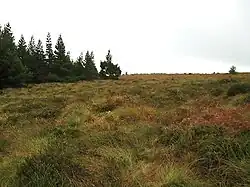 Forests in Upperwoods barony
