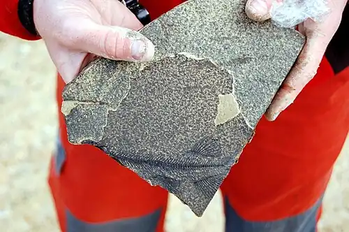 A fossil fish