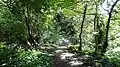 Fox Wood