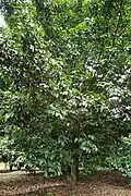 Bruas tree