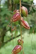 Fruit of B.&nbsp;racemosa