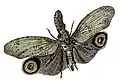 Fulgora castresii