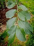 U. changii foliage, Grange Farm Arboretum