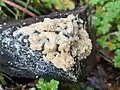 Dog's vomit slime mould, Mucilago crustacea