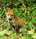Fox, Vulpes vulpes