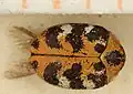 A. scrophulariae var. rubricollis