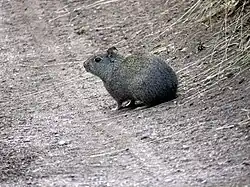 Gray cavy