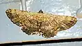 Geometer moth sp.