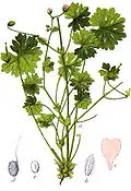 Figure from Deutschlands Flora in Abbildungen, 1796