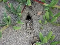 A ghost crab.