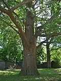 Ginkgo tree in Touro Cemetery, August 2015