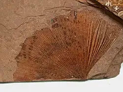 Ginkgo biloba Eocene fossil leaf from the Tranquille Shale of MacAbee, British Columbia, Canada