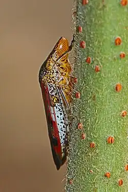 Adult