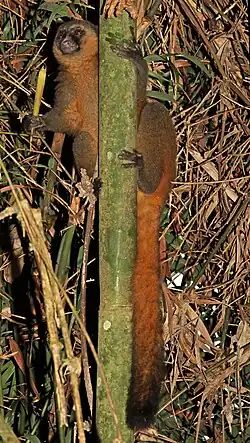 Brown lemur