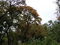 The goldenrain tree (Koelreuteria paniculata) is artificially planted