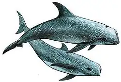 Grampus griseus