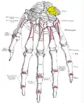 Bones of the left hand. Dorsal surface. Triquetral shown in yellow.