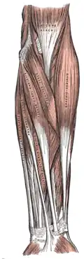 Superficial muscles of the forearm