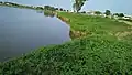 Greenery
