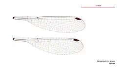 Female wings