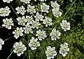 Ground elder
