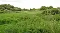 Gutteridge Wood and Meadows