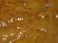A close-up on a telial horn reveals masses of teliospores (tiny orange specks)