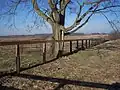 Mature tree in winter, Kentucky