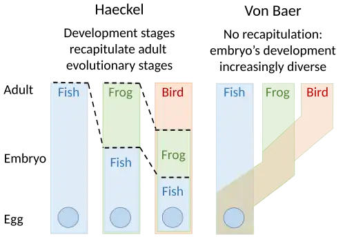 Image 20Embryology theories of Ernst Haeckel, who argued for recapitulation of evolutionary development in the embryo, and Karl Ernst von Baer's epigenesis (from Evolutionary developmental biology)