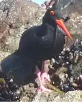 Haematopus moquini