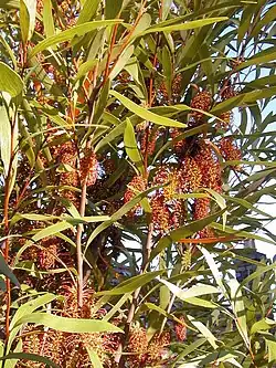Hakea archaeoides, from NSW North Coast