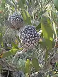 Fruit