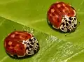 Harmonia quadripunctata – reddish form