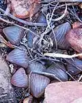 Haworthia bayeri has dark leaves with slightly rounded leaf tips.