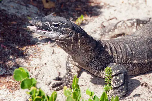 Rosenberg's monitor found on the Archipelago