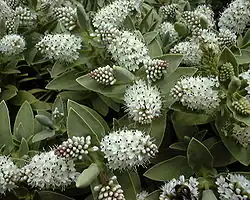 Veronica albicans (heterothetic compound raceme)