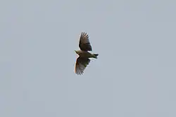 Woodlark in flight