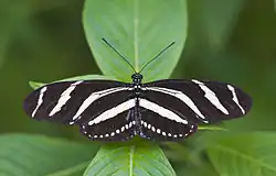 Adult