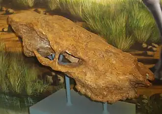 Skull