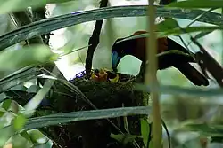 An orange and black bird with a bright blue beak places food in the open mouth of one of the three chicks in her nest.