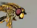 Compound eyes of Helophilus antipodus