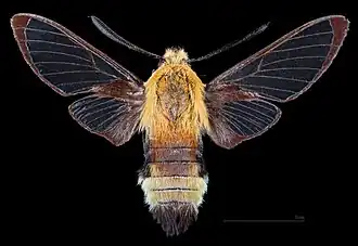 Male dorsal